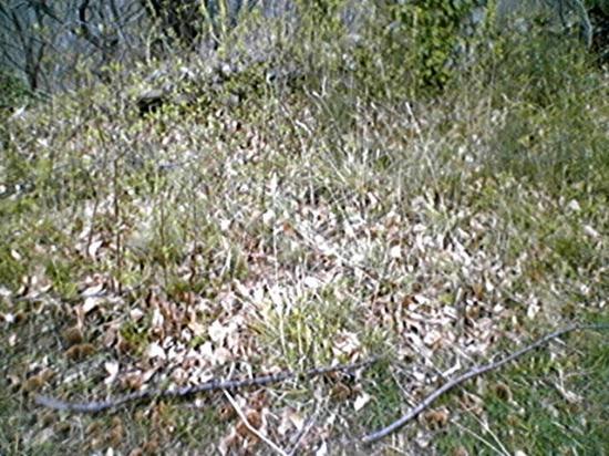 Castello Di Coderone